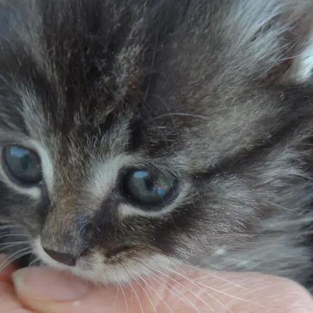 Stanglhof - By Mynests Lejlighed *