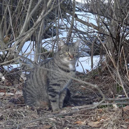 Stanglhof - By Mynests Lejlighed Bad Aussee