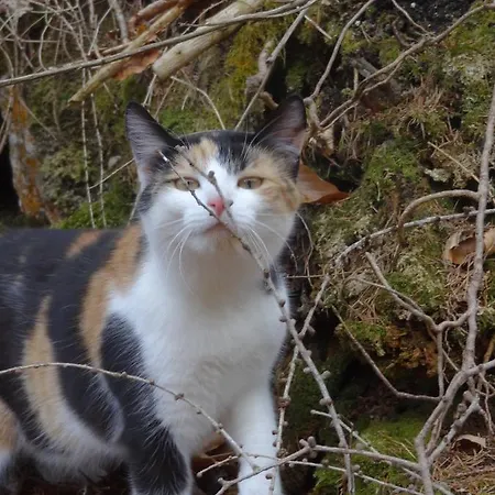 Stanglhof - By Mynests