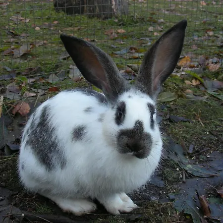 Stanglhof - By Mynests Bad Aussee