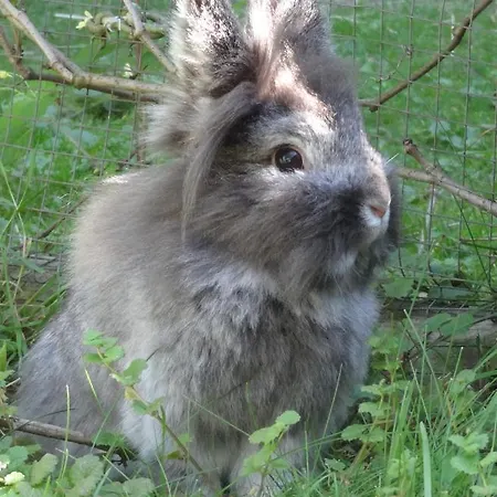 Stanglhof - By Mynests Daire Bad Aussee