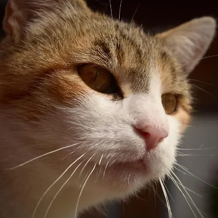 Lejlighed Stanglhof - By Mynests *