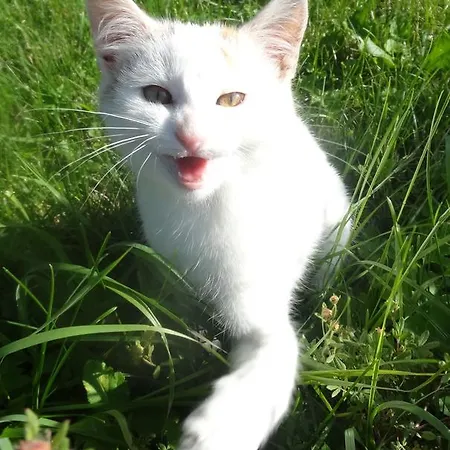 Stanglhof - By Mynests * Bad Aussee