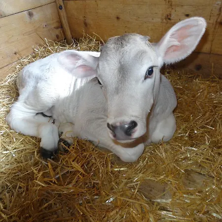 Lejlighed Stanglhof - By Mynests *